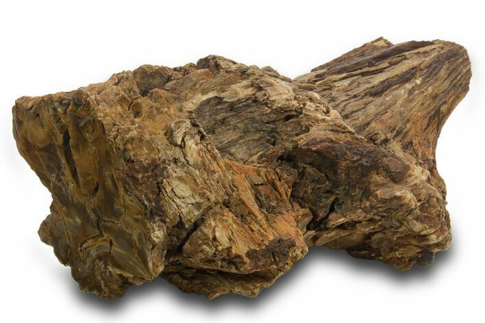 Triassic-Age Petrified Wood Log - Madagascar #378887